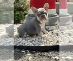 Puppy 3 French Bulldog