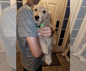 Labradoodle-Poodle (Standard) Mix Puppy for sale in SPRING HILL, FL, USA
