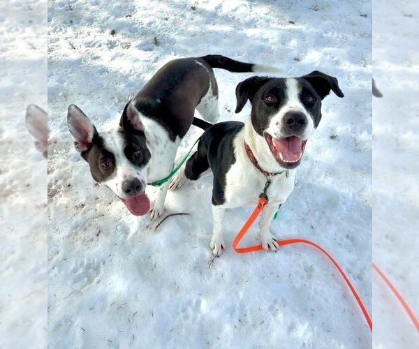 Medium Photo #23 Borador Puppy For Sale in Brewster, NY, USA