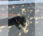 Small #2 American Pit Bull Terrier Mix