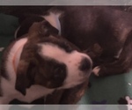 Small Photo #24 Boston Terrier-Collie Mix Puppy For Sale in COLUMBUS, OH, USA