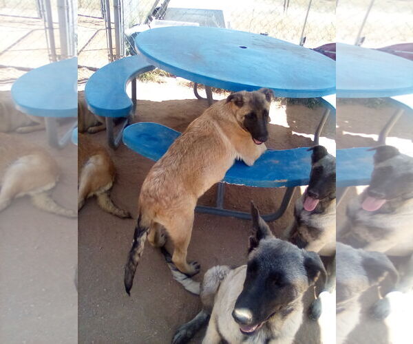 Medium Photo #7 German Shepherd Dog-Unknown Mix Puppy For Sale in Apple Valley, CA, USA