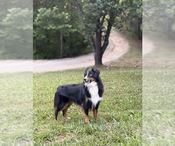 Medium Photo #1 Miniature American Shepherd Puppy For Sale in HURT, VA, USA