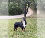 Small Photo #1 Miniature American Shepherd Puppy For Sale in HURT, VA, USA