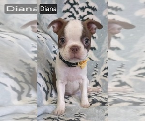 Boston Terrier Puppy for sale in MINERAL WELLS, WV, USA