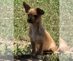 Small Photo #4 Yorkshire Terrier Puppy For Sale in HUDDLESTON, VA, USA