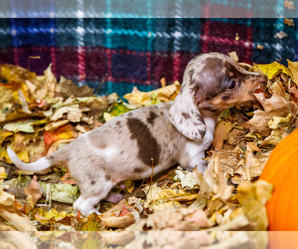 Medium Photo #8 Dachshund Puppy For Sale in WAKARUSA, IN, USA