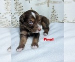 Small Photo #20 Australian Shepherd Puppy For Sale in OLD LYME, CT, USA