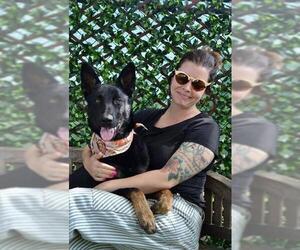 German Shepherd Dog Dogs for adoption in Santa Barbara, CA, USA