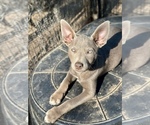 Small Australian Kelpie