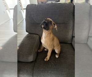 Medium Boxer