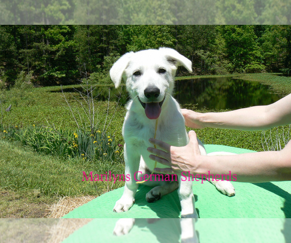 Medium Photo #1 German Shepherd Dog Puppy For Sale in PIEDMONT, MO, USA