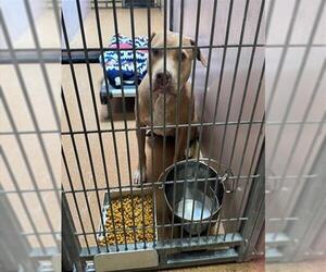 Mutt Dogs for adoption in Martinez, CA, USA