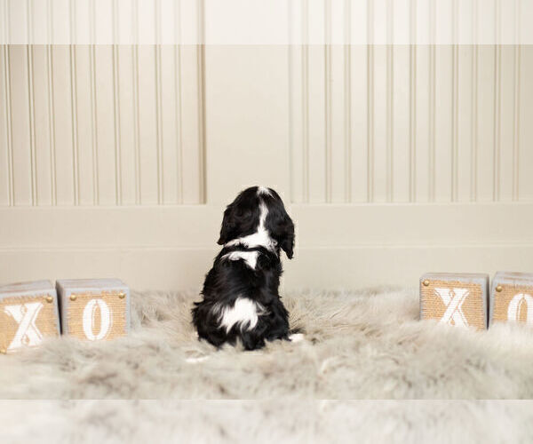 Medium Photo #6 Cavalier King Charles Spaniel Puppy For Sale in WARSAW, IN, USA