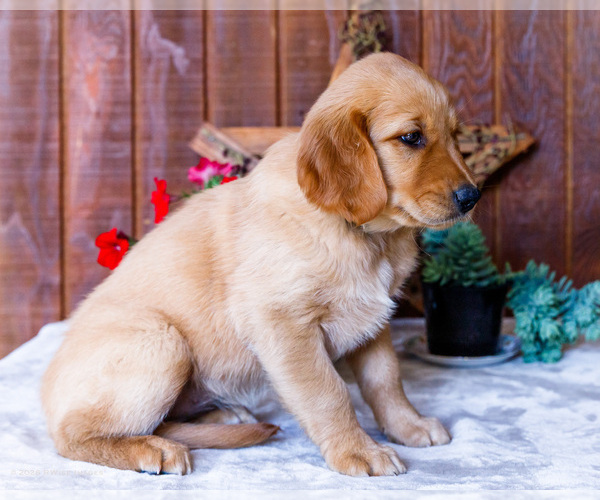 Medium Photo #23 Golden Retriever Puppy For Sale in WAKARUSA, IN, USA