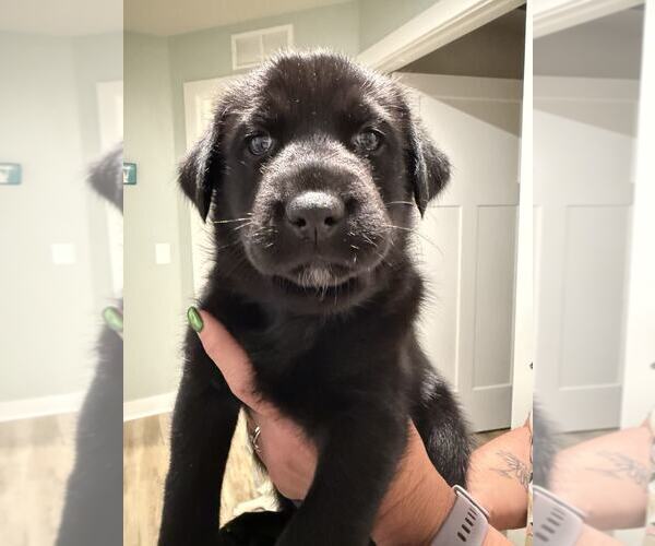 Medium Photo #5 Labsky Puppy For Sale in Holly Springs, NC, USA