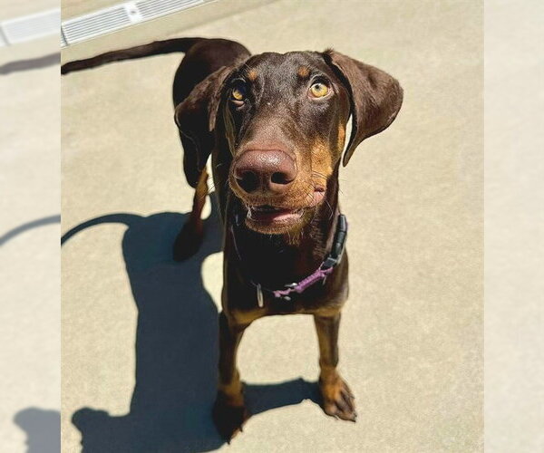 Medium Photo #1 Doberman Pinscher-Greyhound Mix Puppy For Sale in Sacramento, CA, USA