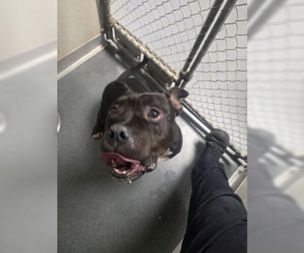 Medium Photo #4 Mutt Puppy For Sale in Glen Allen, VA, USA