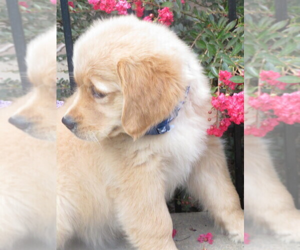 Medium Photo #7 Golden Retriever Puppy For Sale in MECHANICSVILLE, MD, USA