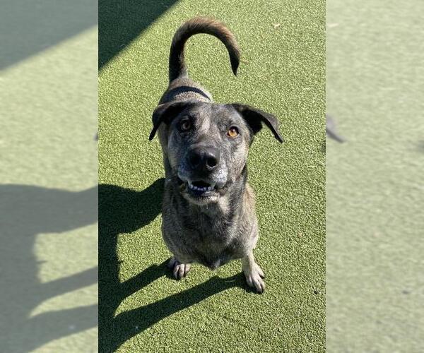 Medium Photo #2 Labrador Retriever-Unknown Mix Puppy For Sale in Pasadena, TX, USA