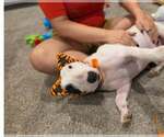 Small Photo #3 Bull Terrier Puppy For Sale in Castle Rock, CO, USA