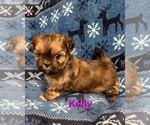 Puppy Kelly Zuchon