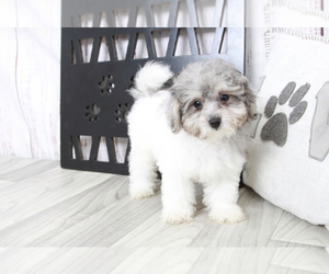 Maltipoo Puppy for sale in MARIETTA, GA, USA