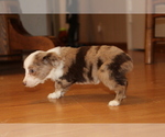 Small Photo #7 Australian Shepherd Puppy For Sale in SPENCER, TN, USA