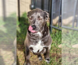 KangaRoo - Female Blue Lacy-Unknown Mix Dog for Adoption - Photo #17