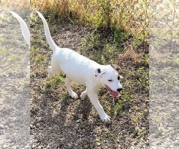 Medium Photo #4 Mutt Puppy For Sale in Estherville, IA, USA