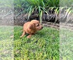 Small Photo #37 Double Doodle Puppy For Sale in LAGRANGE, GA, USA