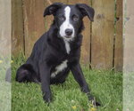 Small #3 Border-Aussie