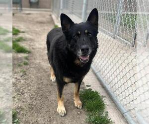 German Shepherd Dog Dogs for adoption in Modesto, CA, USA