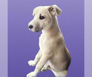 Labrador Retriever-Unknown Mix Dogs for adoption in San Antonio, TX, USA