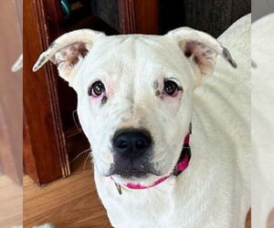 American Pit Bull Terrier-American Staffordshire Terrier Mix Dogs for adoption in Bristol, CT, USA