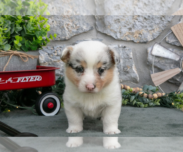 Medium Photo #22 Pembroke Welsh Corgi Puppy For Sale in LEOLA, PA, USA