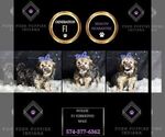 Small Photo #9 YorkiePoo Puppy For Sale in WARSAW, IN, USA