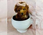 Small #20 Poodle (Toy)