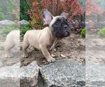 Small Photo #14 French Bulldog Puppy For Sale in HOLLYWOOD, CA, USA