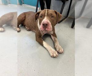 Mastiff Dogs for adoption in Waco, TX, USA