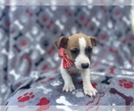 Small #3 Jack Russell Terrier