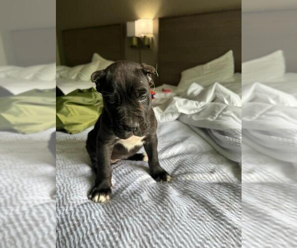 Medium Photo #2 Cane Corso Puppy For Sale in RUCKERSVILLE, VA, USA