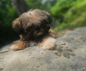 Shih Tzu Puppy for sale in CHARLESTON, SC, USA