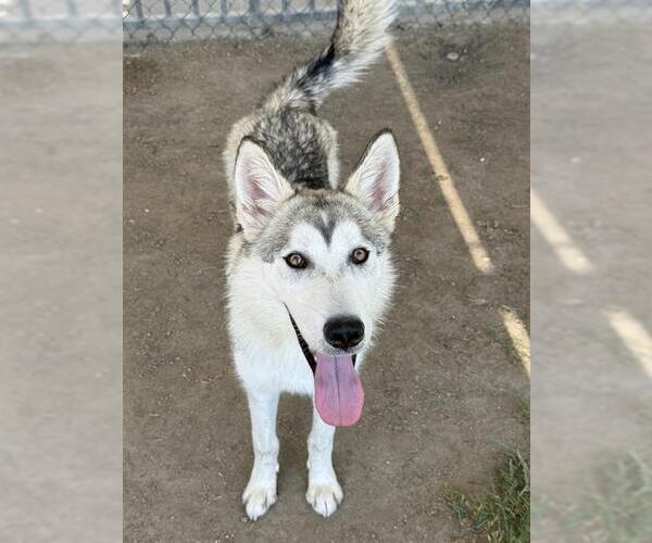 Medium Photo #2 Siberian Husky Puppy For Sale in Riverside, CA, USA