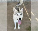 Small #1 Siberian Husky