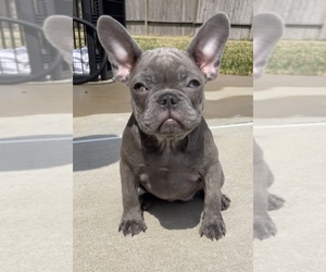 French Bulldog Puppy for sale in HOUSTON, TX, USA