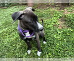 Small #2 Labrador Retriever Mix