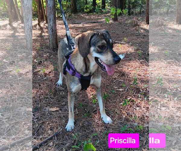 Medium Photo #1 Mutt Puppy For Sale in Farmerville, LA, USA