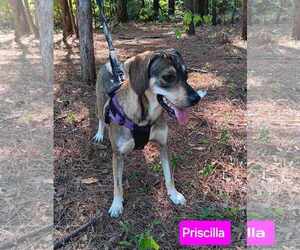 Mutt Dogs for adoption in Farmerville, LA, USA