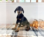 Small #2 Doberman Pinscher